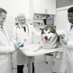 Home Health Brand Tech Pet Care Center
